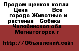 Продам щенков колли › Цена ­ 15 000 - Все города Животные и растения » Собаки   . Челябинская обл.,Магнитогорск г.